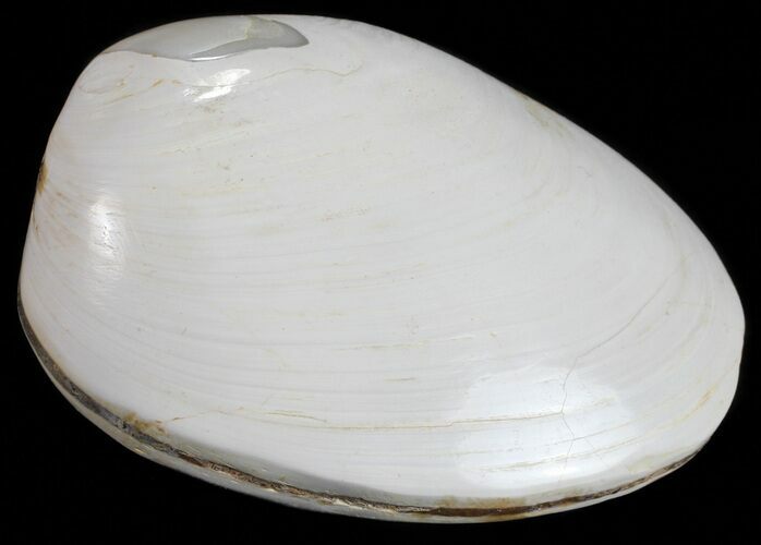 Wide Polished Fossil Clam - Jurassic #55230
